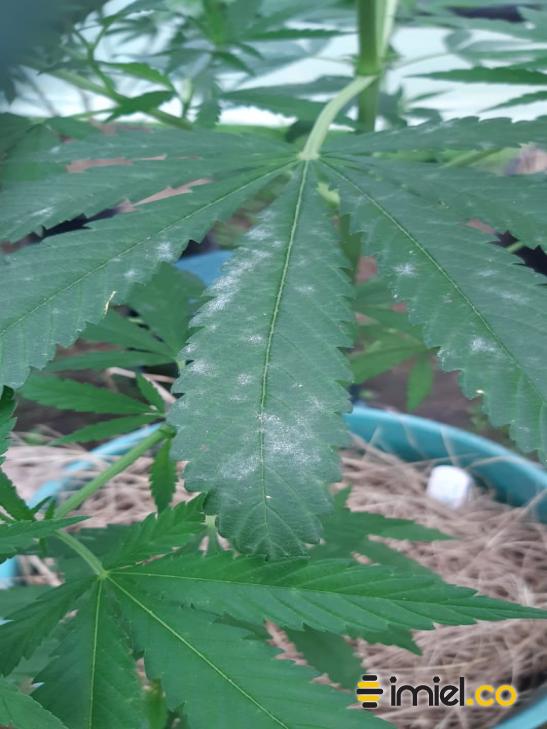 Planta cannabis hongos Antes de aplicar propóleos